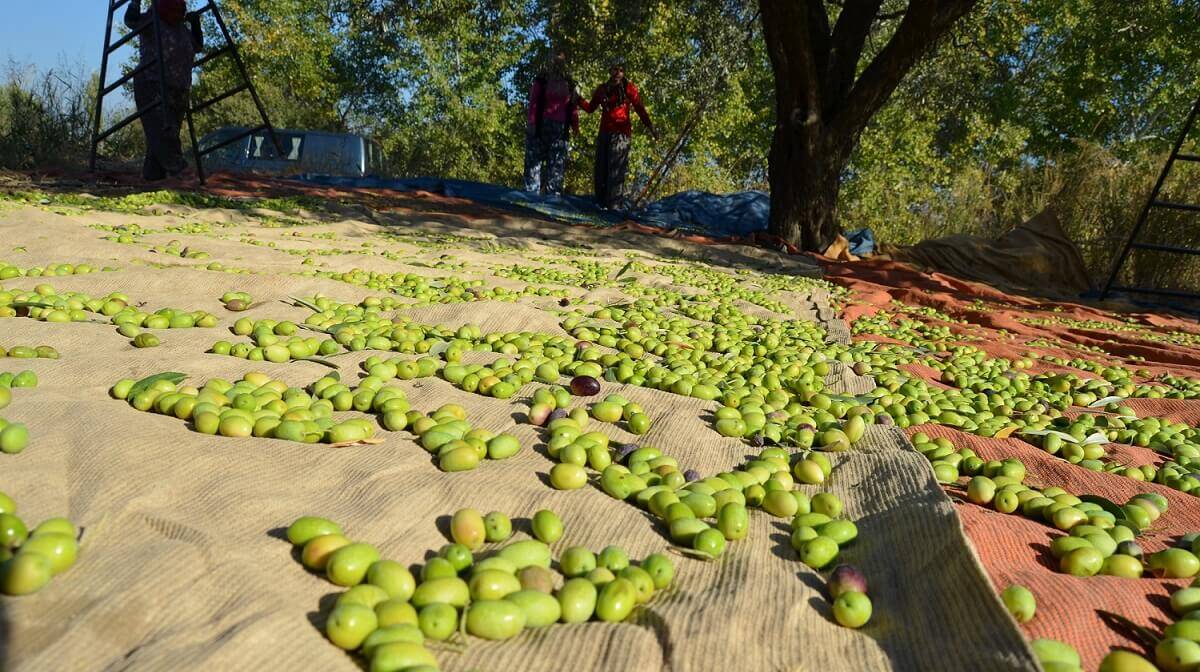  Sofralık zeytin ihracatında hedef 200 milyon $