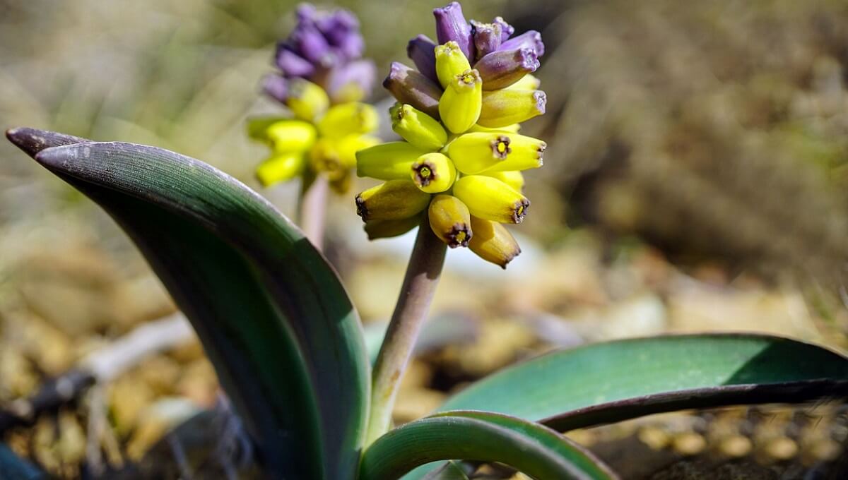  Babadağ’ın bitki haritası kitaplaştı