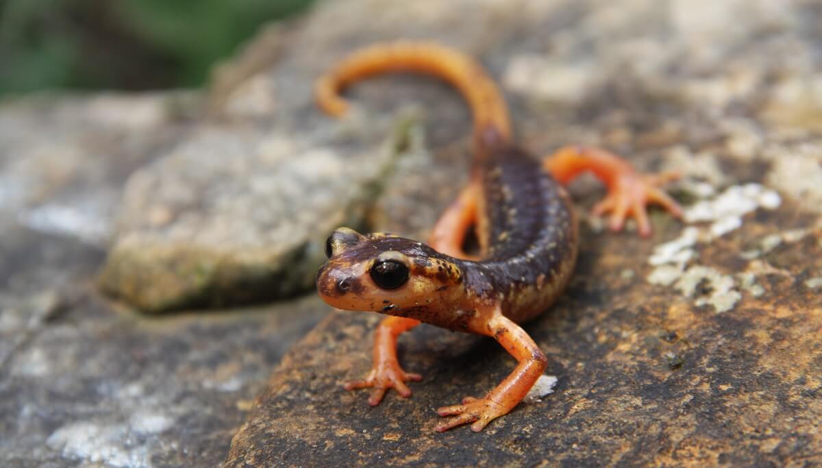  Marmaris semenderinin azalan popülasyonuna orman yangınlarının etkisi