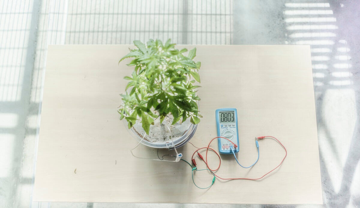  Bitkiler büyürken elektrik üretecek