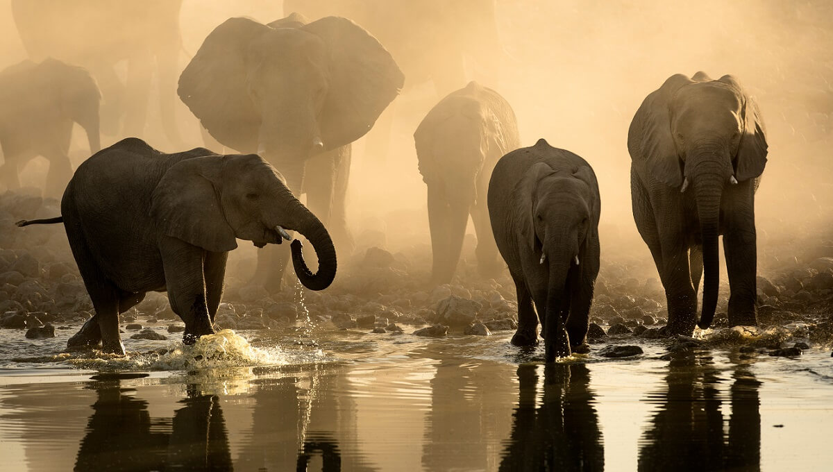  Doğal yaşamın bir damla yağmur ile değişen hikayesi; Su Birikintisi