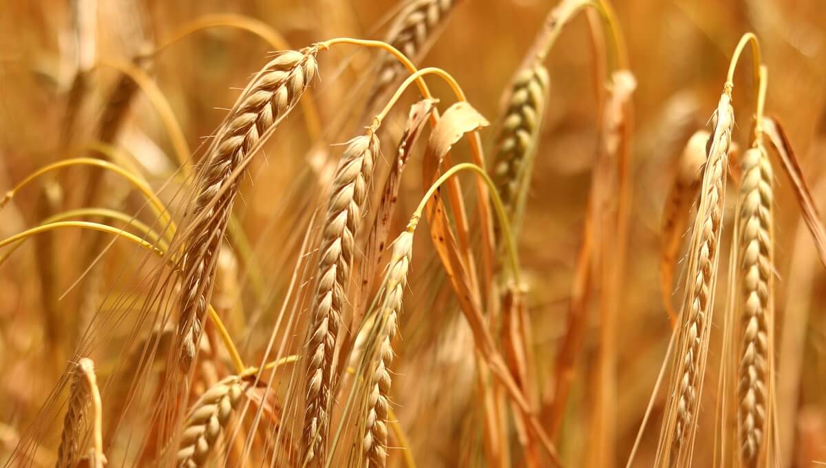  Kavılca buğdayı üzerinden çiftçilerin ihtiyaçları araştırıldı