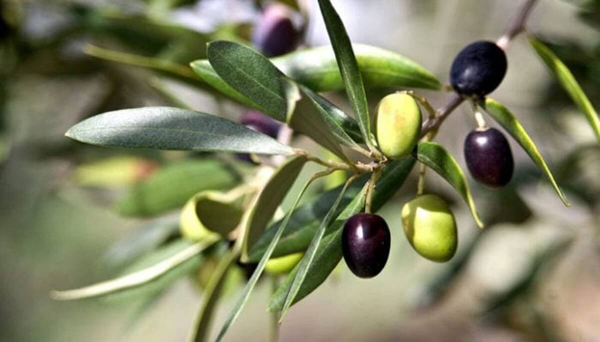  İklim değişikliğinin zeytine etkisi konuşuldu