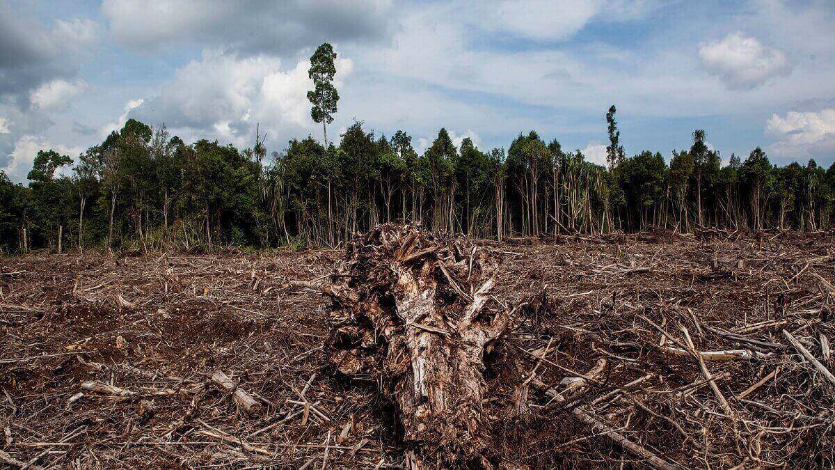  Ormansızlaşma ve iklim değişikliği