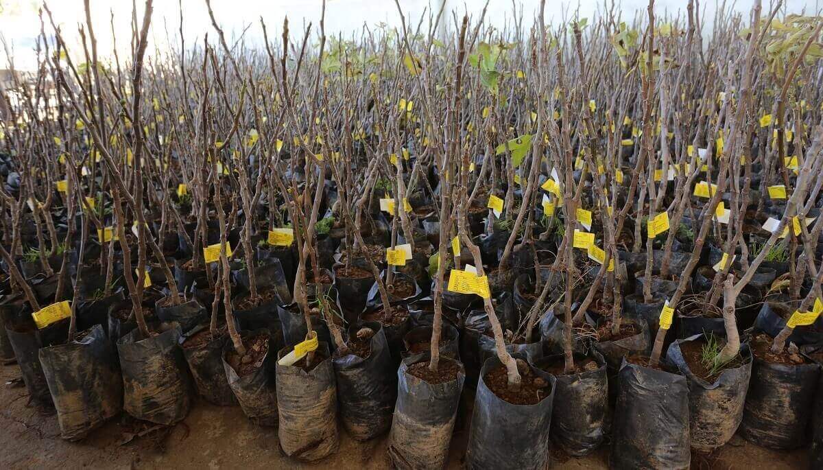  Muğla’da 15 bin adet incir fidanı toprakla buluşacak